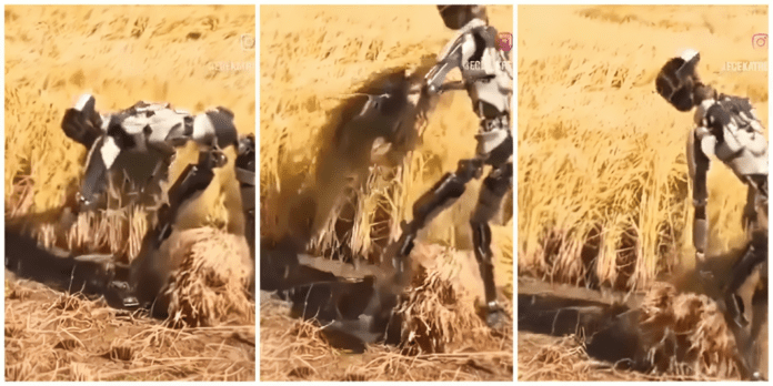 Robot in Action Chopping Crops at Lightning Speed